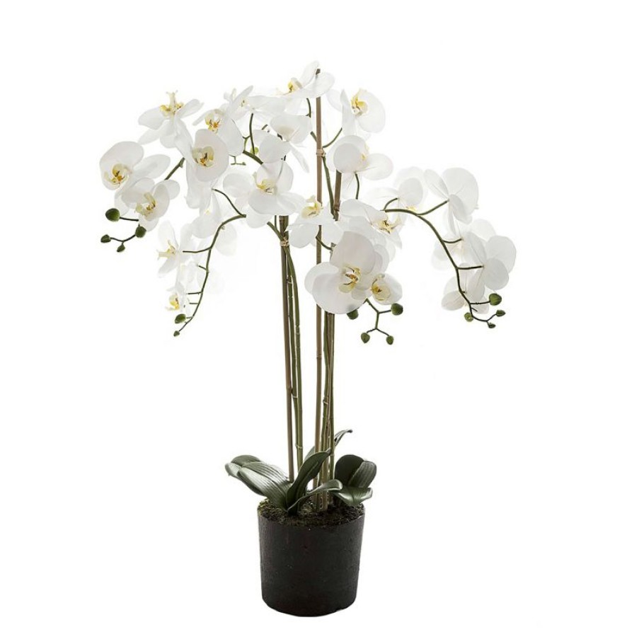 Decoration * | Florabelle Orchid In Paper Pot Medium White 90Cm Excellent Quality