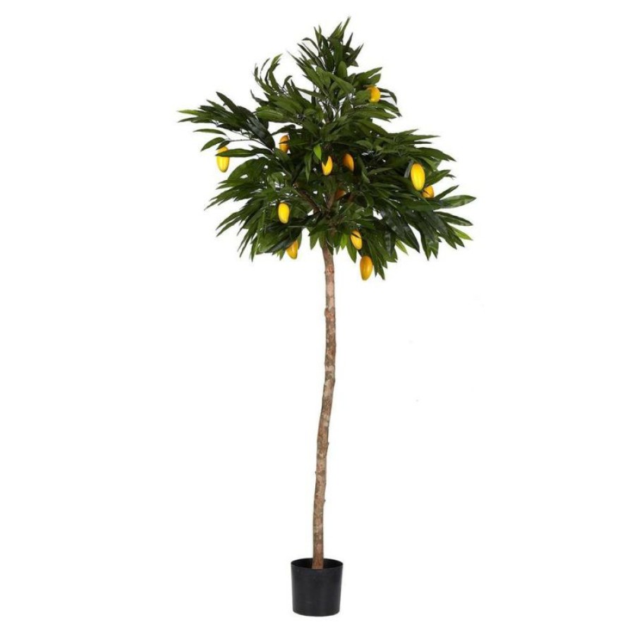 Decoration * | Florabelle Mango Tree 1.8M Nice Style