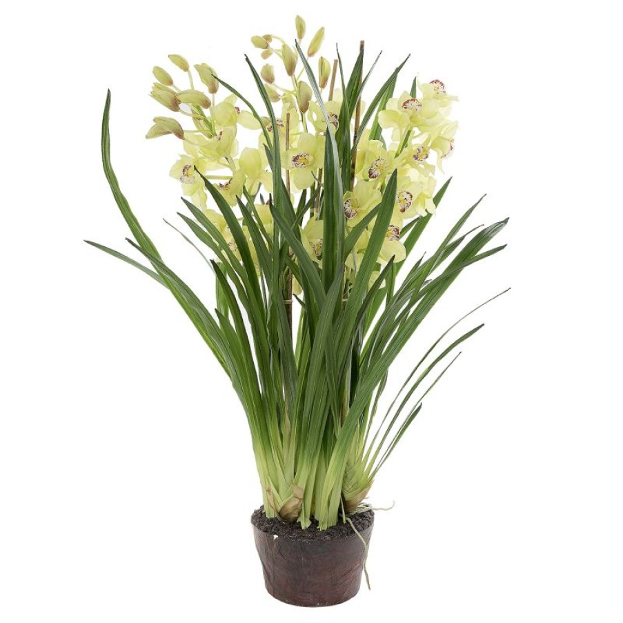 Decoration * | Florabelle Cymbidium Giant Paper Pot Light Green 110Cm New Collections