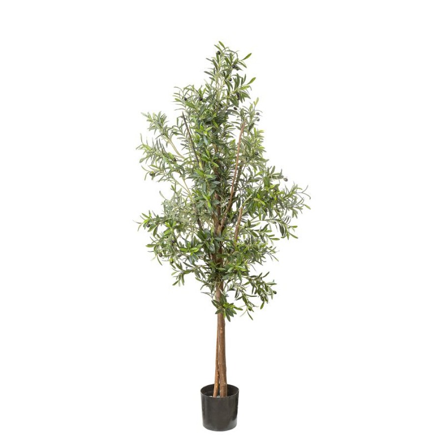 Decoration * | Florabelle Olive Tree 170Cm Excellent