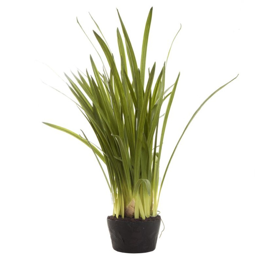 Decoration * | Florabelle Cymbidium Leaves In Soil Pot Green 100Cm Affordable Price