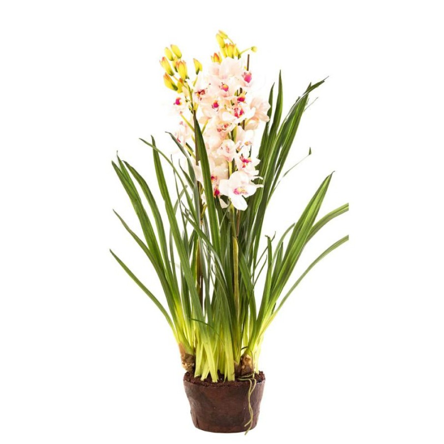 Decoration * | Florabelle Cymbidium Giant Paper Pot Light Pink 110Cm Discounts Online