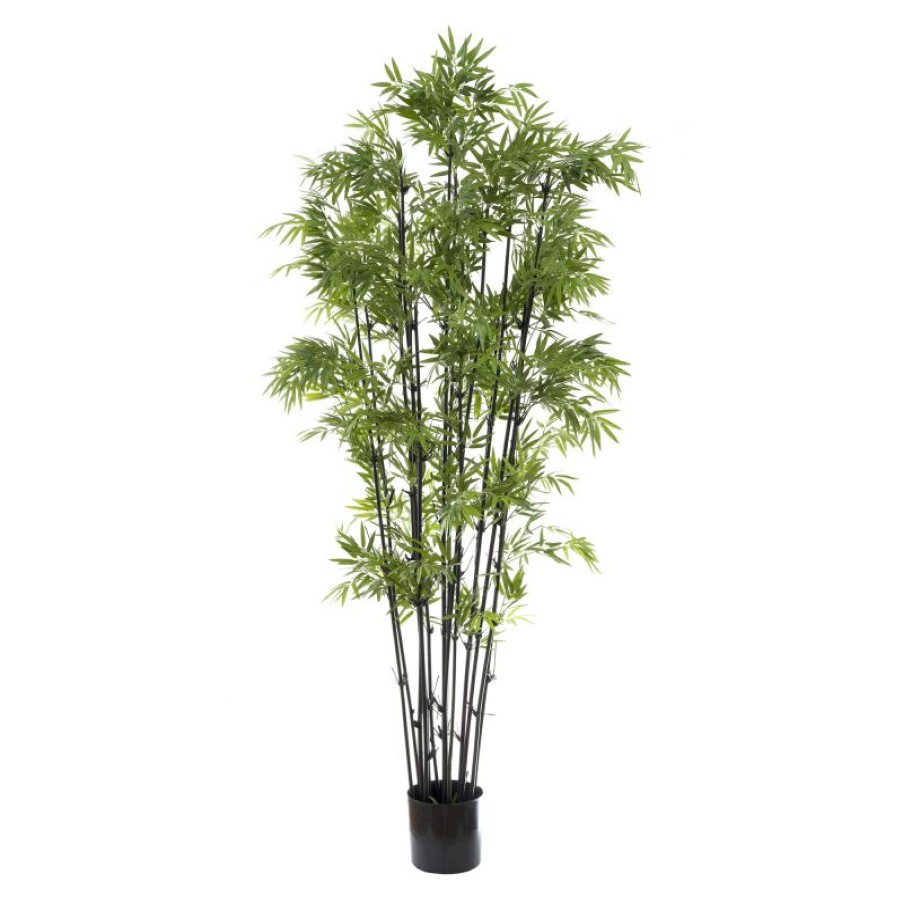 Decoration * | Florabelle Japanese Bamboo Black Stem 190Cm Fire Sale