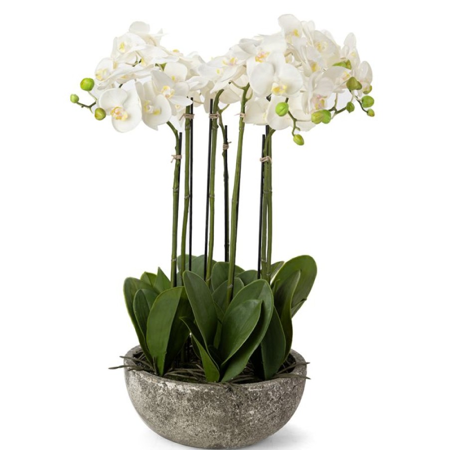 Decoration * | Florabelle White Orchid In Clay Pot 7 Stems Discounts Online