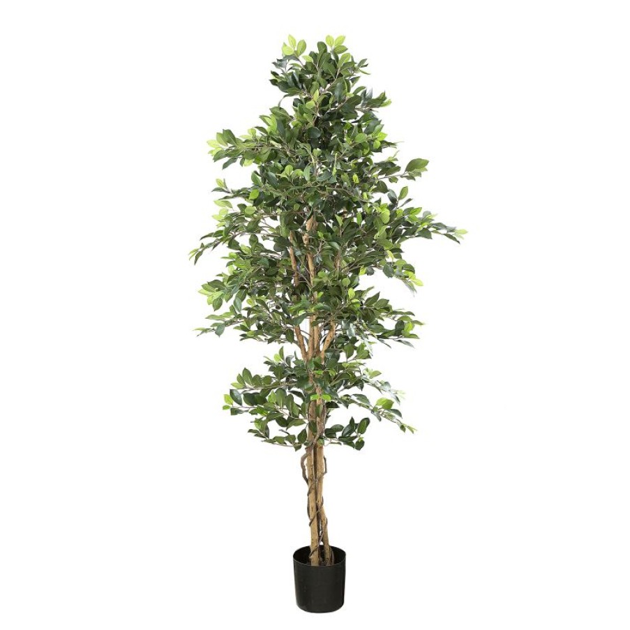 Decoration * | Florabelle Ficus Retusa Bush Tree 180Cm Clearance