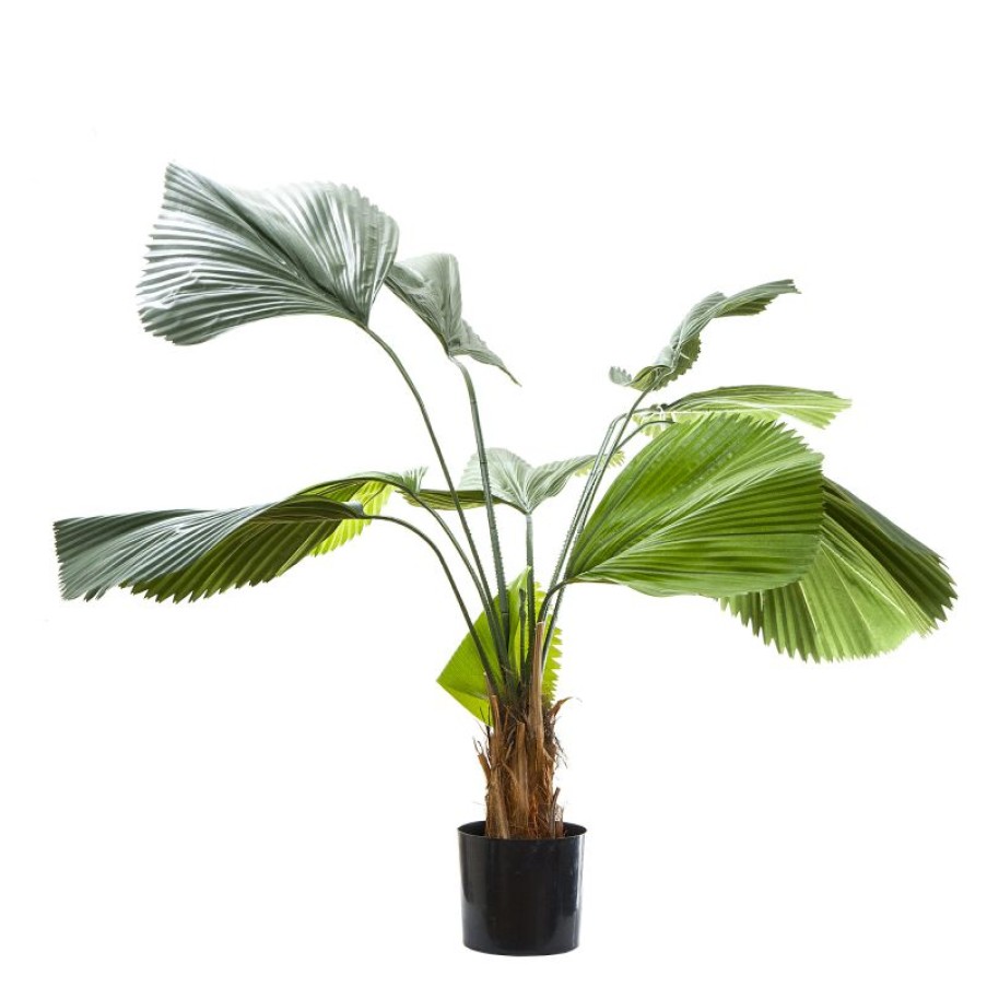 Decoration * | Florabelle Fan Palm 122Cm Clearance