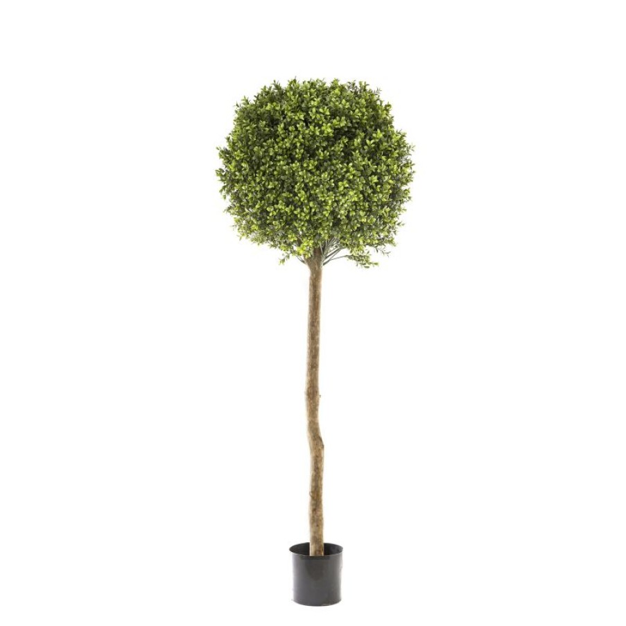 Decoration * | Florabelle Boxwood Ball Tree 150Cm Promotions